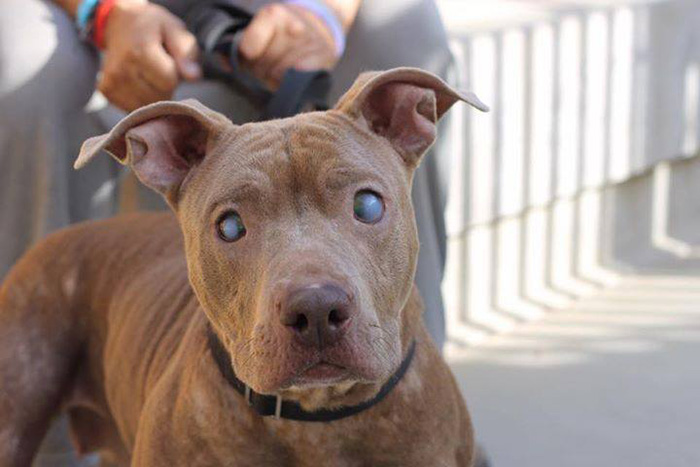 Blind Pitbull Abandoned On Park Bench After Giving Birth Finally Gets The Love She Deserves Blind Pitbull Abandoned On Park Bench After Giving Birth Finally Gets The Love She Deserves