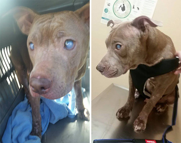 Blind Pitbull Abandoned On Park Bench After Giving Birth Finally Gets The Love She Deserves Blind Pitbull Abandoned On Park Bench After Giving Birth Finally Gets The Love She Deserves