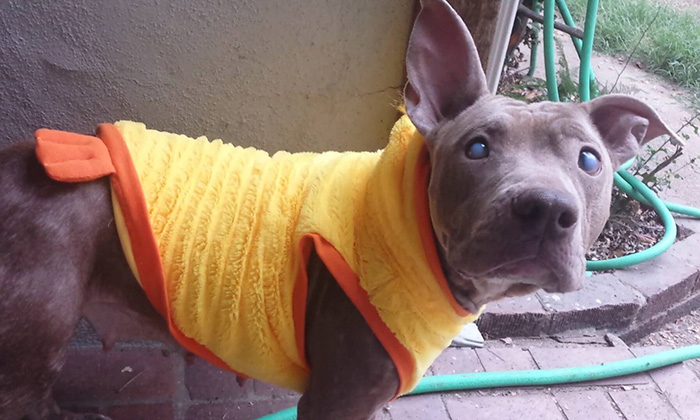 Blind Pitbull Abandoned On Park Bench After Giving Birth Finally Gets The Love She Deserves Blind Pitbull Abandoned On Park Bench After Giving Birth Finally Gets The Love She Deserves