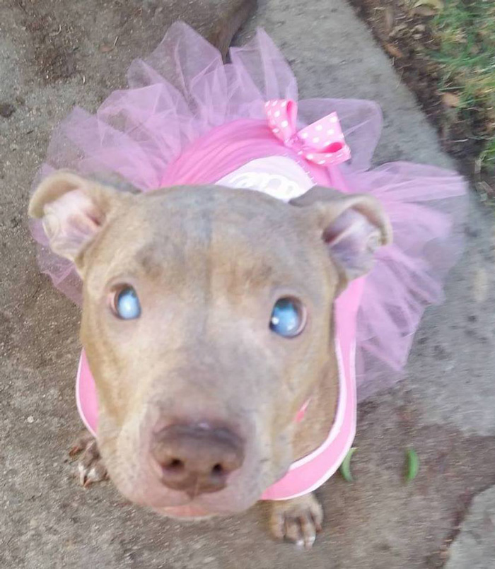 Blind Pitbull Abandoned On Park Bench After Giving Birth Finally Gets The Love She Deserves Blind Pitbull Abandoned On Park Bench After Giving Birth Finally Gets The Love She Deserves