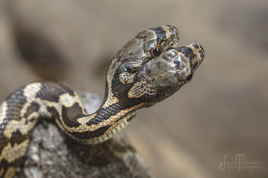 I Captured A Rare Two-Headed Snake I Captured A Rare Two-Headed Snake
