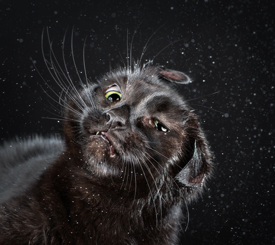 Funny Portraits Of Cats Shaking Themselves Dry By Carli Davidson Funny Portraits Of Cats Shaking Themselves Dry By Carli Davidson