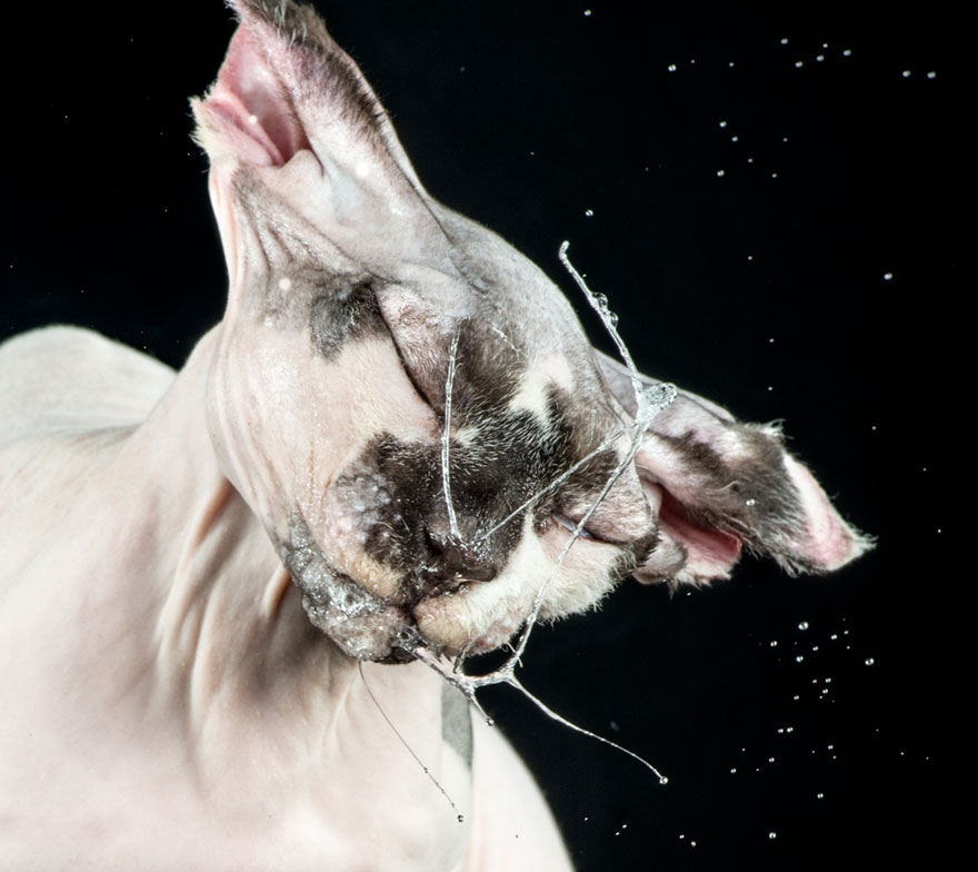 Funny Portraits Of Cats Shaking Themselves Dry By Carli Davidson Funny Portraits Of Cats Shaking Themselves Dry By Carli Davidson
