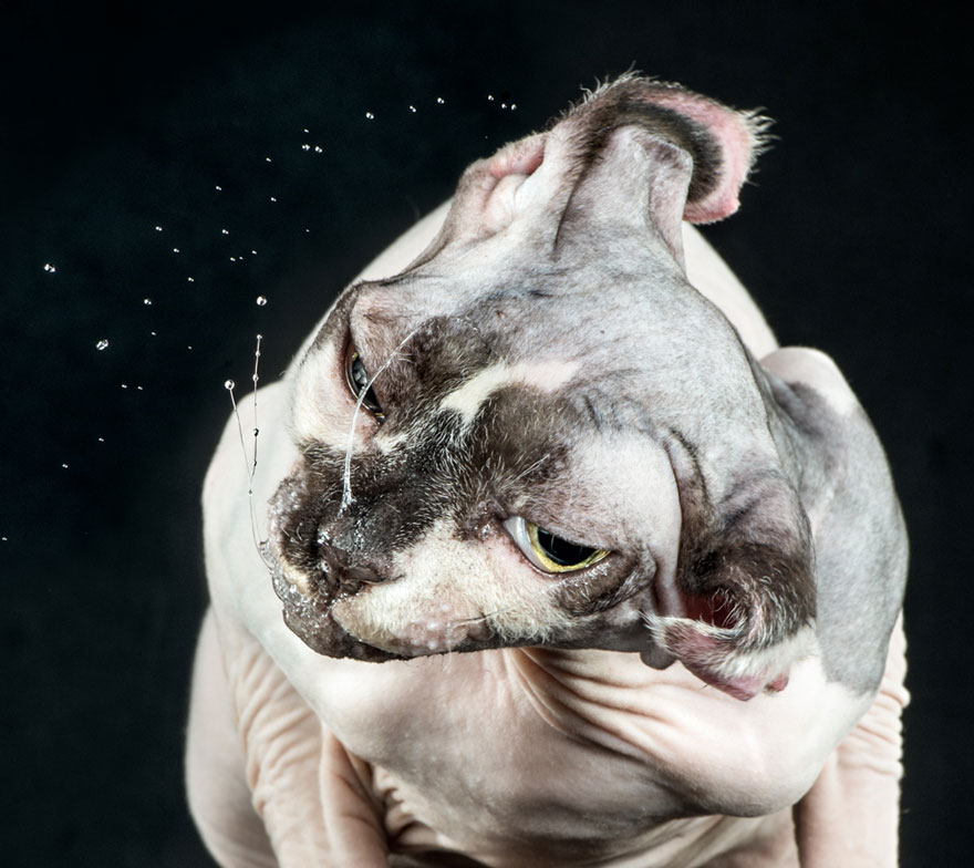 Funny Portraits Of Cats Shaking Themselves Dry By Carli Davidson Funny Portraits Of Cats Shaking Themselves Dry By Carli Davidson