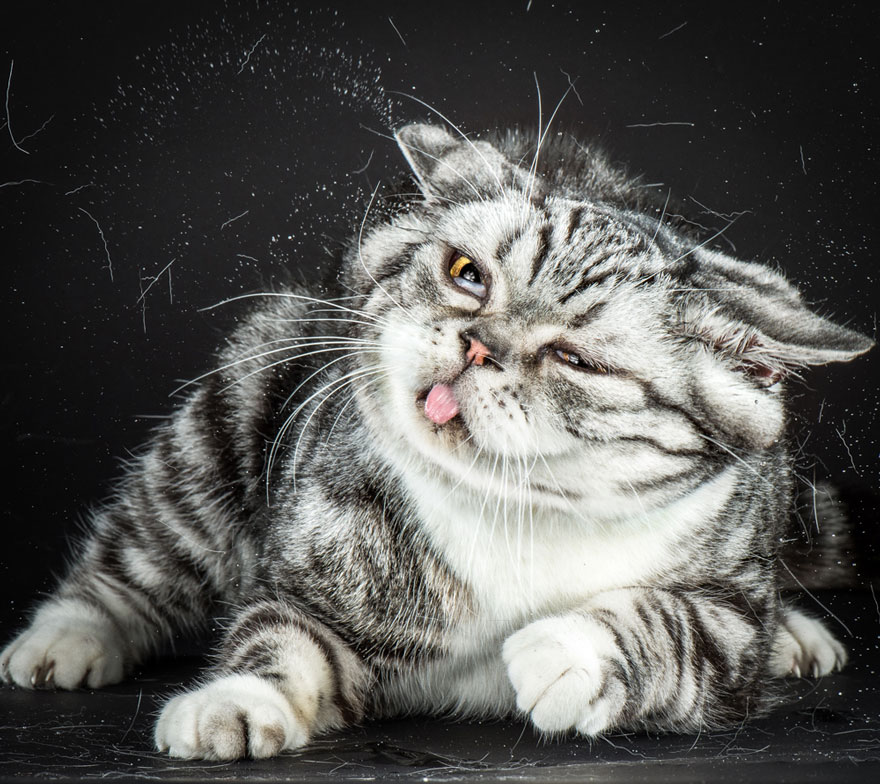 Funny Portraits Of Cats Shaking Themselves Dry By Carli Davidson Funny Portraits Of Cats Shaking Themselves Dry By Carli Davidson