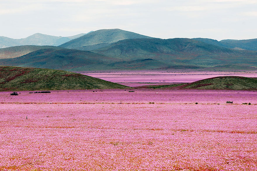 This Is What Happens When Rain Falls On The Earth&#8217;s Driest Desert