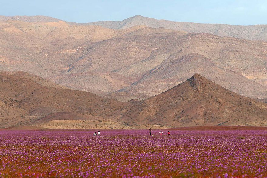 This Is What Happens When Rain Falls On The Earth&#8217;s Driest Desert