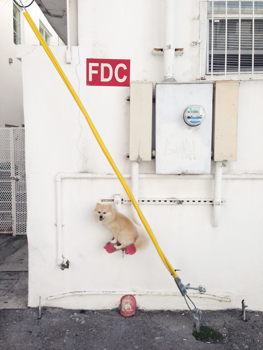 I Decided To Have Some Fun While Walking My Friends Dog I Decided To Have Some Fun While Walking My Friends Dog