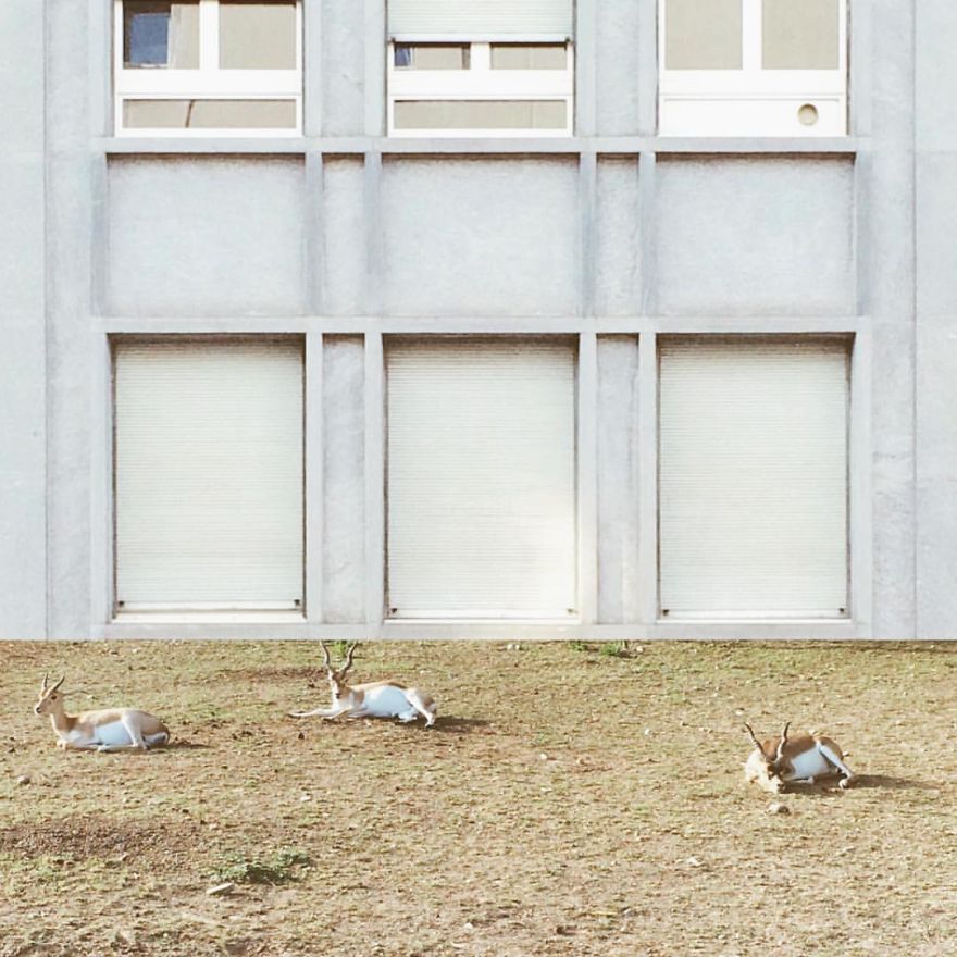 Duoseries: Surreal Images I Create By Combining Two Photos