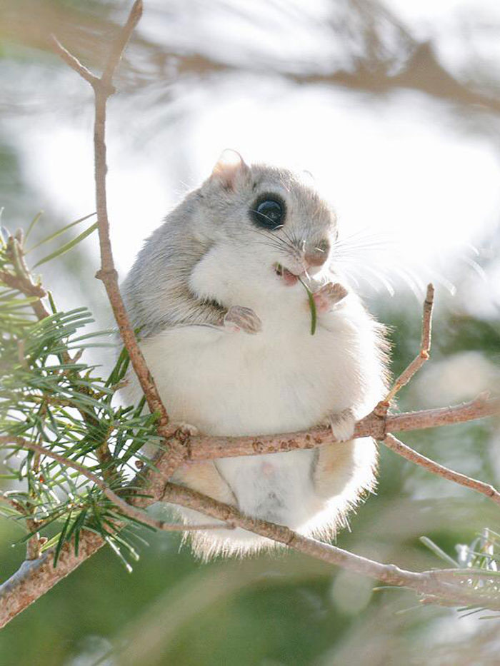 Japanese And Siberian Flying Squirrels Are Probably The Cutest Animals On Earth
