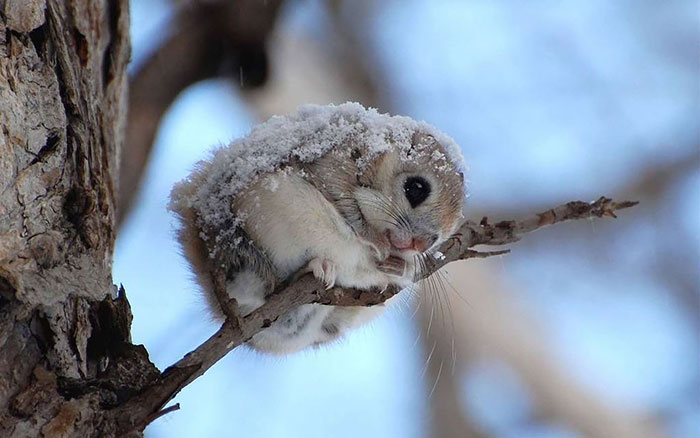 Japanese And Siberian Flying Squirrels Are Probably The Cutest Animals On Earth