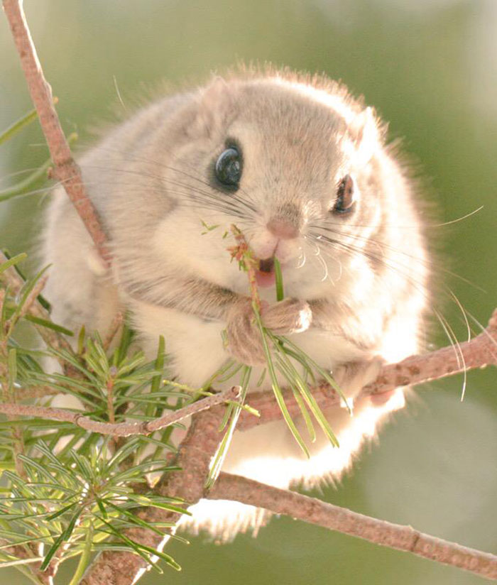 Japanese And Siberian Flying Squirrels Are Probably The Cutest Animals On Earth