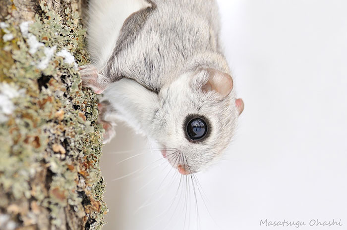 Japanese And Siberian Flying Squirrels Are Probably The Cutest Animals On Earth