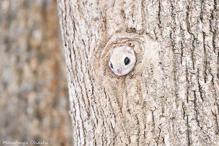 Japanese And Siberian Flying Squirrels Are Probably The Cutest Animals On Earth