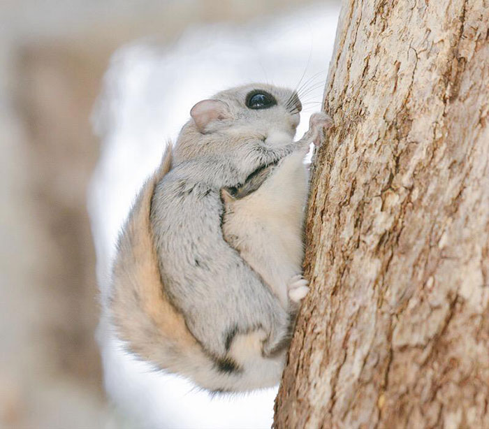 Japanese And Siberian Flying Squirrels Are Probably The Cutest Animals On Earth