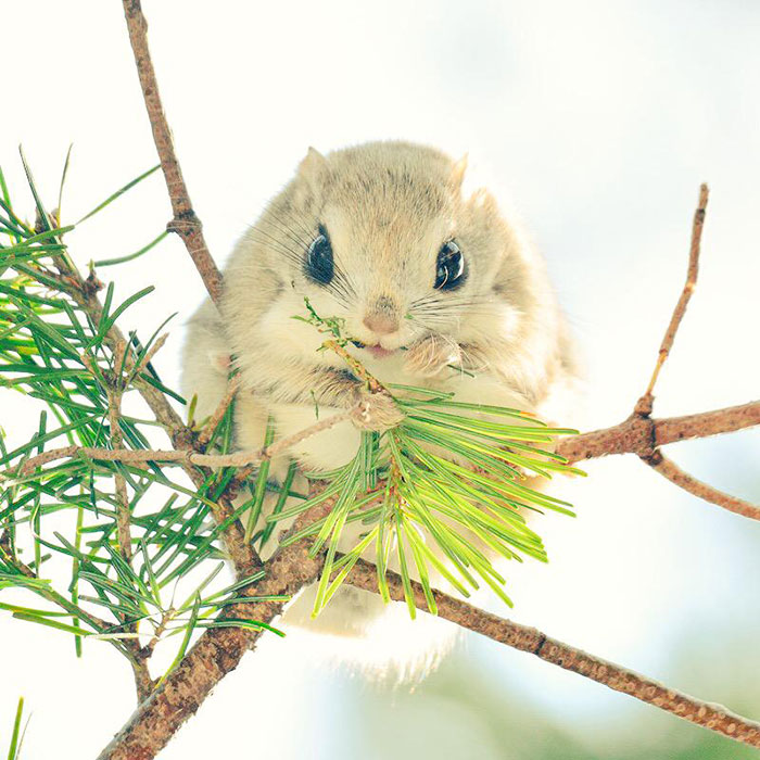 Japanese And Siberian Flying Squirrels Are Probably The Cutest Animals On Earth