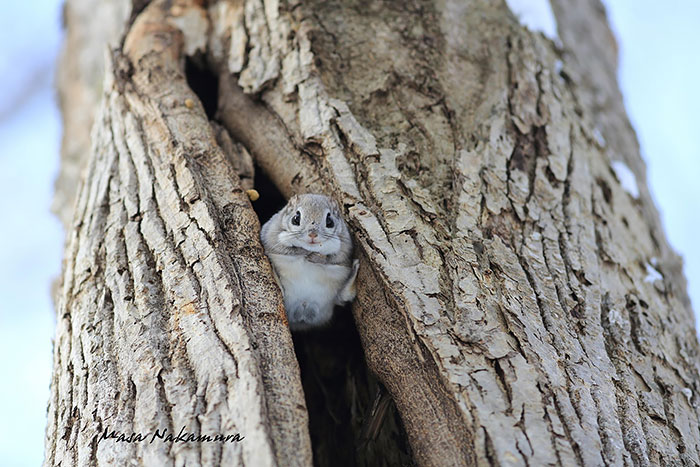 Japanese And Siberian Flying Squirrels Are Probably The Cutest Animals On Earth