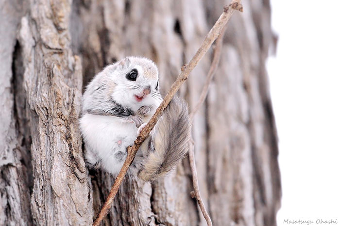 Japanese And Siberian Flying Squirrels Are Probably The Cutest Animals On Earth
