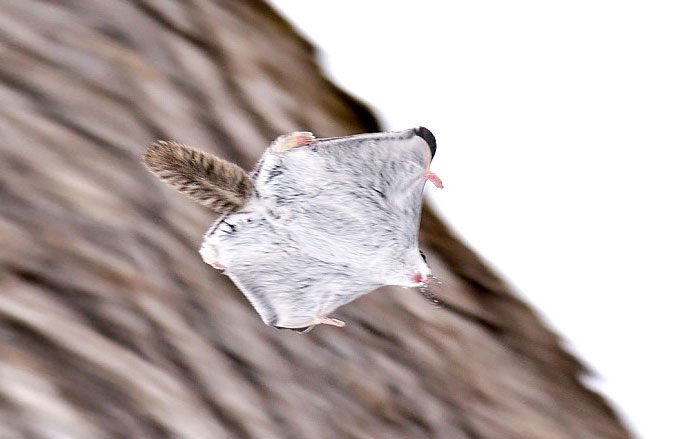 Japanese And Siberian Flying Squirrels Are Probably The Cutest Animals On Earth