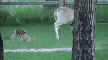 Baby Deer Refuses To Leave The Human Who Saved Her Life Baby Deer Refuses To Leave The Human Who Saved Her Life