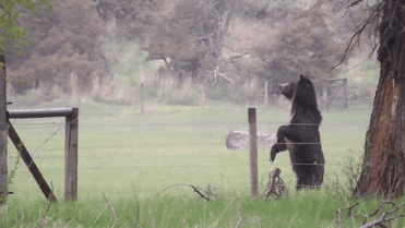 Baby Deer Refuses To Leave The Human Who Saved Her Life Baby Deer Refuses To Leave The Human Who Saved Her Life