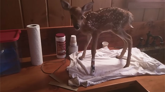 Baby Deer Refuses To Leave The Human Who Saved Her Life Baby Deer Refuses To Leave The Human Who Saved Her Life