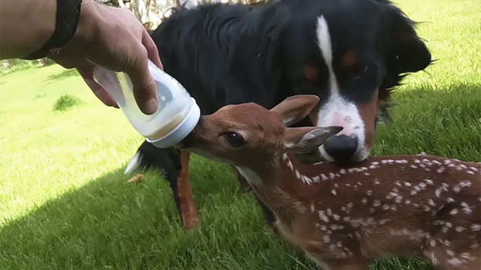 Baby Deer Refuses To Leave The Human Who Saved Her Life Baby Deer Refuses To Leave The Human Who Saved Her Life
