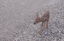 Baby Deer Refuses To Leave The Human Who Saved Her Life Baby Deer Refuses To Leave The Human Who Saved Her Life