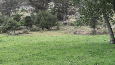 Baby Deer Refuses To Leave The Human Who Saved Her Life Baby Deer Refuses To Leave The Human Who Saved Her Life