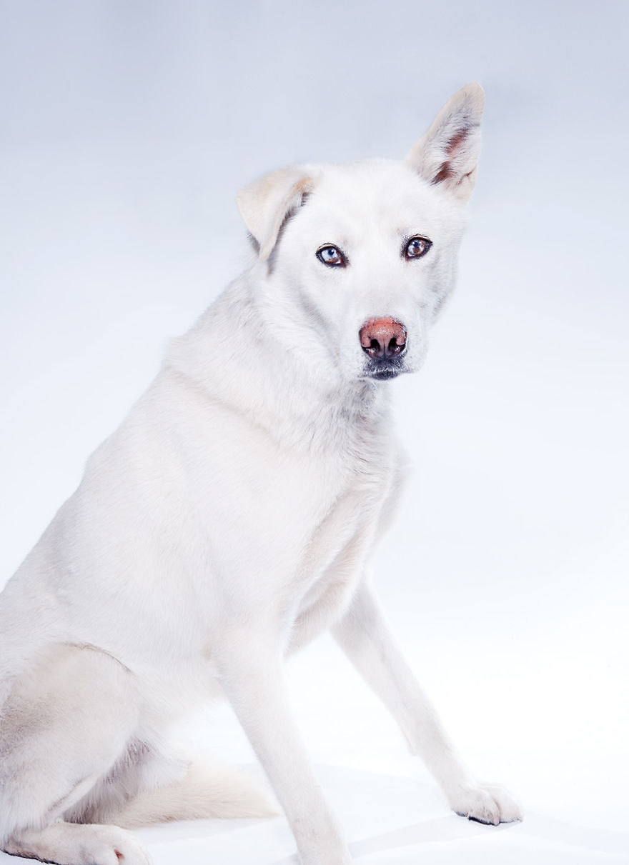 Born To Run: I Photograph The Beauty Of Sled Dogs Born To Run: I Photograph The Beauty Of Sled Dogs