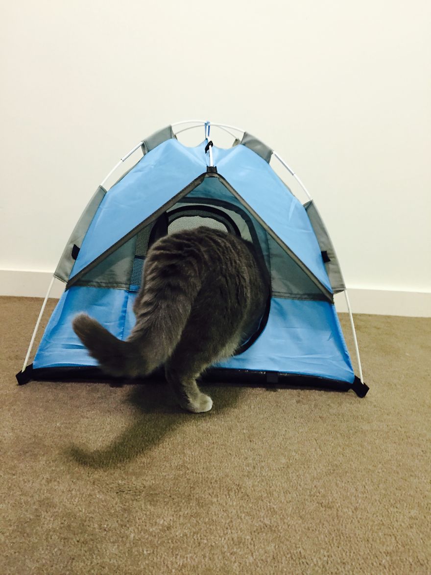 Tiny Tents For Cats! Tiny Tents For Cats!