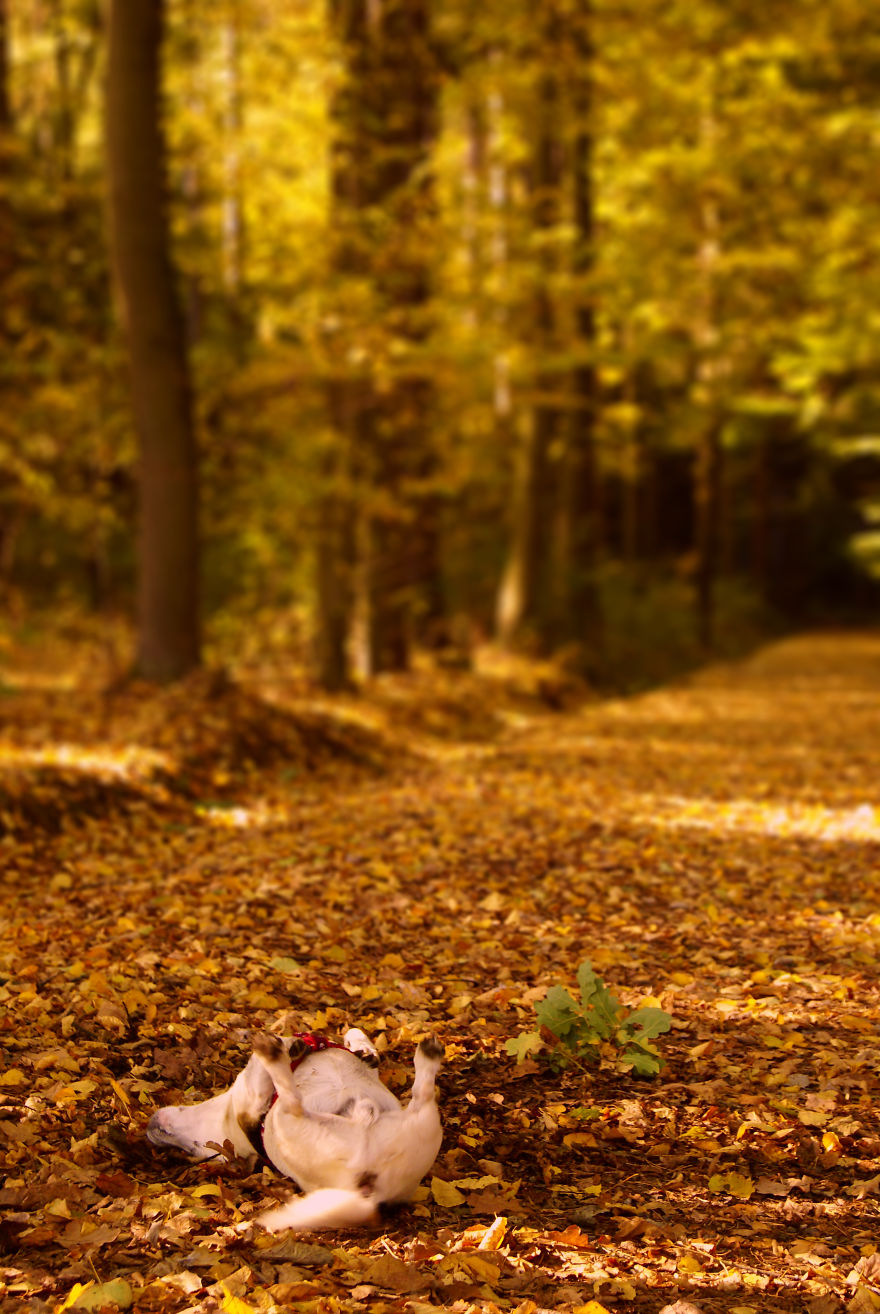 57 Animals Enjoying Autumn Magic 57 Animals Enjoying Autumn Magic