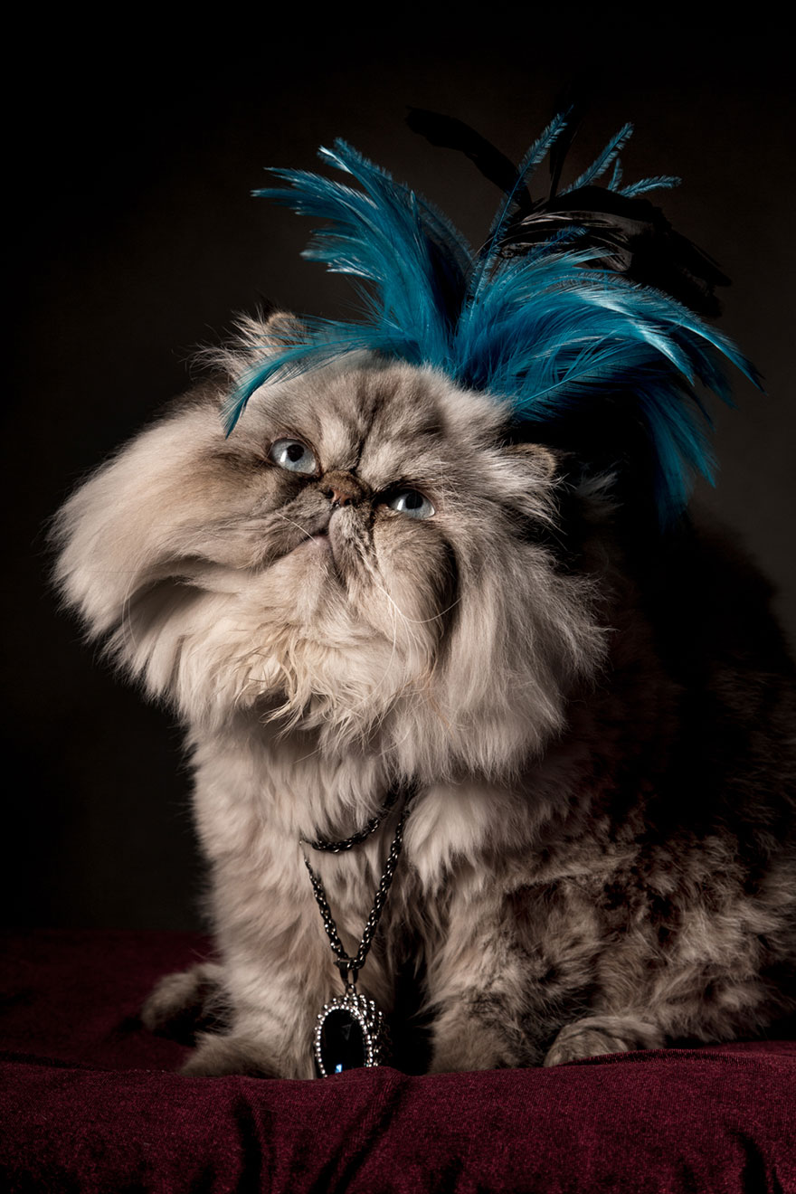 I Photograph Animals Looking As Noble Men From Classical Paintings