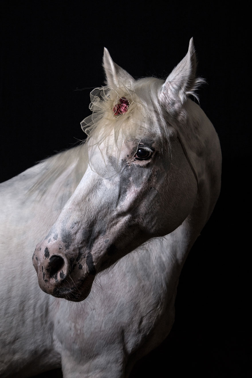 I Photograph Animals Looking As Noble Men From Classical Paintings
