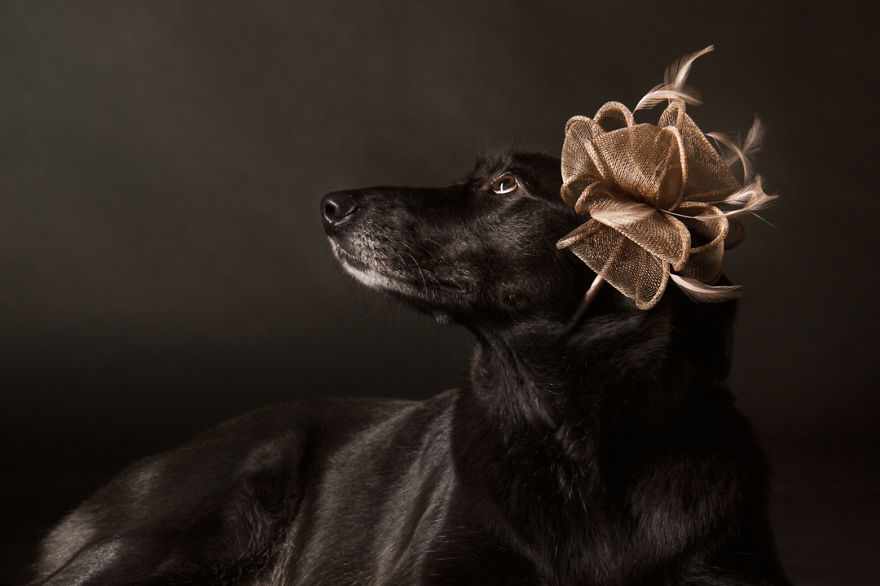 I Photograph Animals Looking As Noble Men From Classical Paintings