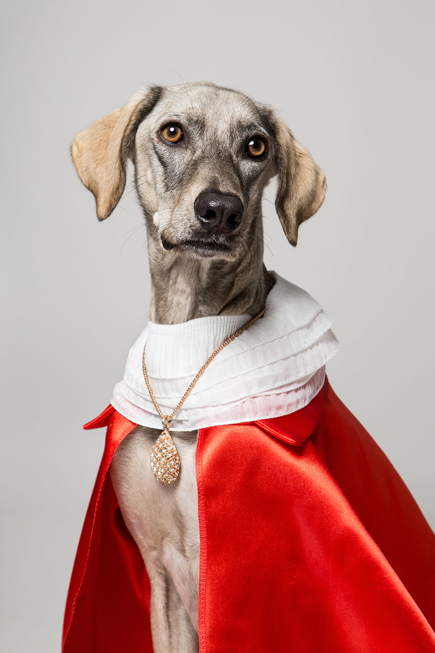 I Photograph Animals Looking As Noble Men From Classical Paintings