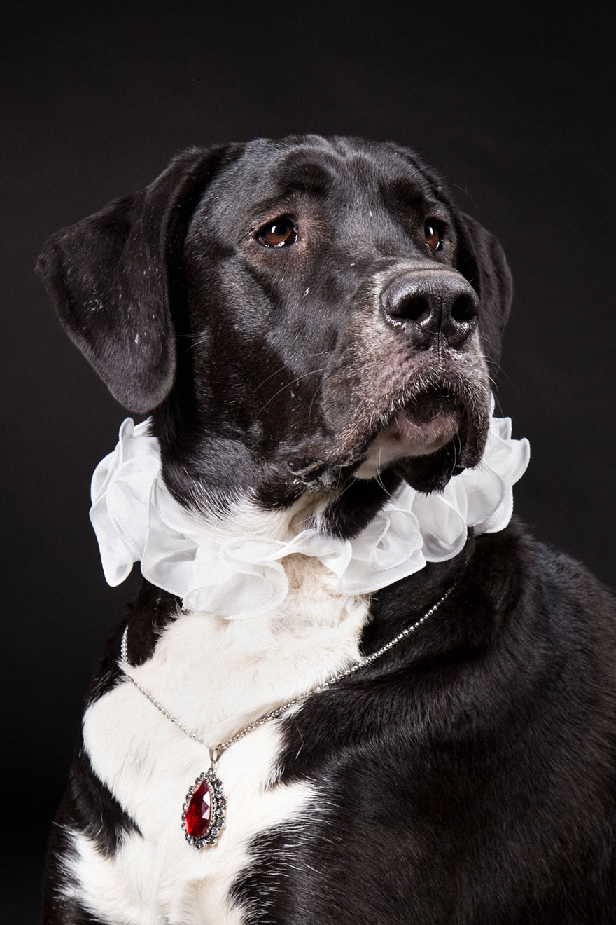 I Photograph Animals Looking As Noble Men From Classical Paintings
