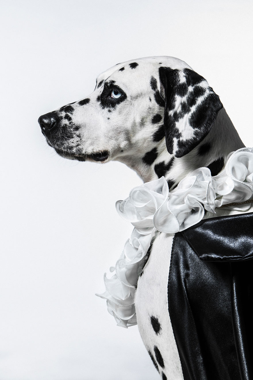 I Photograph Animals Looking As Noble Men From Classical Paintings