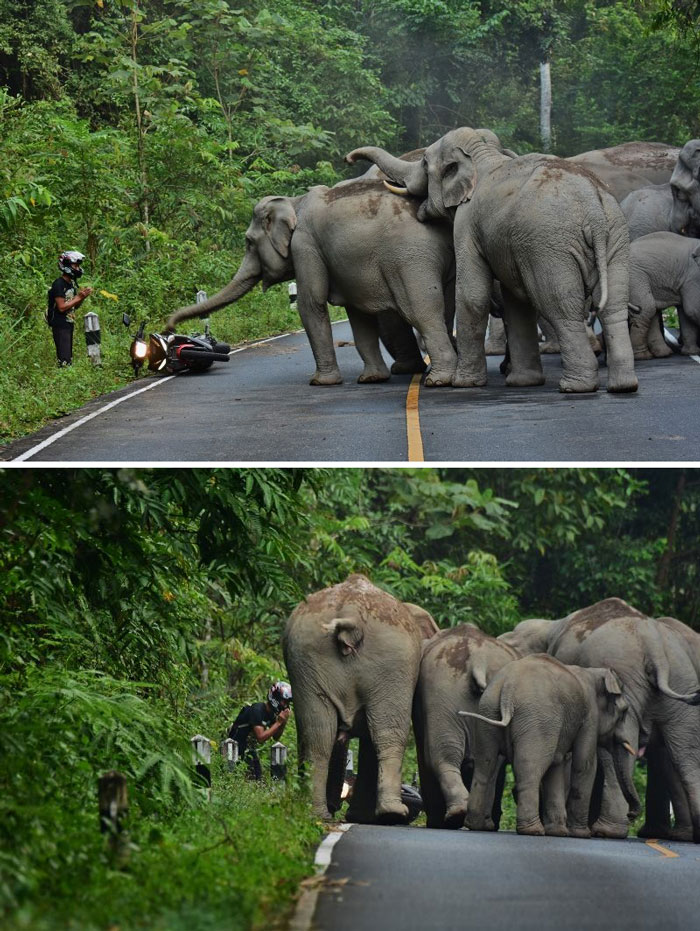 Man Apologizes To Elephants After Disturbing Them With Motorbike In Thailand Man Apologizes To Elephants After Disturbing Them With Motorbike In Thailand