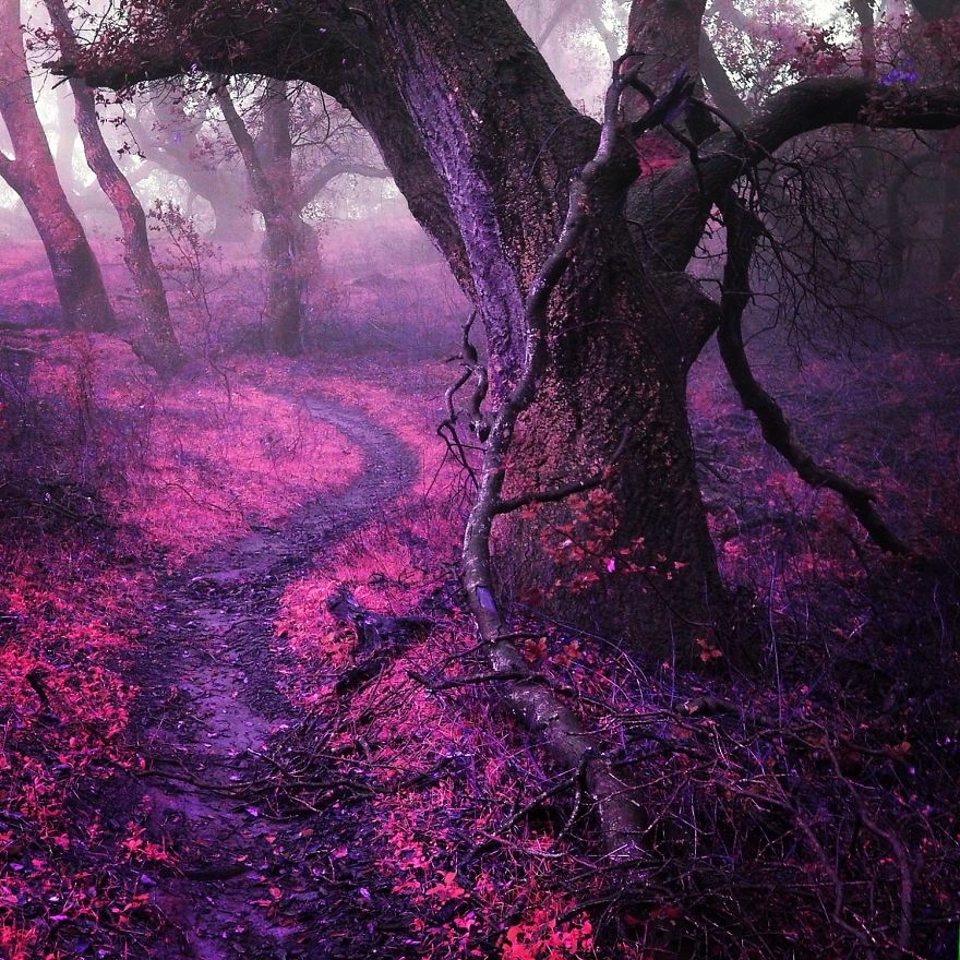 I Create A Surreal World Where Everything Is Pink I Create A Surreal World Where Everything Is Pink