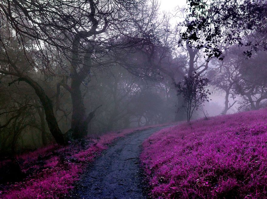 I Create A Surreal World Where Everything Is Pink I Create A Surreal World Where Everything Is Pink