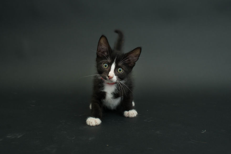 I Photograph Black Shelter Cats Because They’re The Last To Get Adopted And Are Often Euthanized