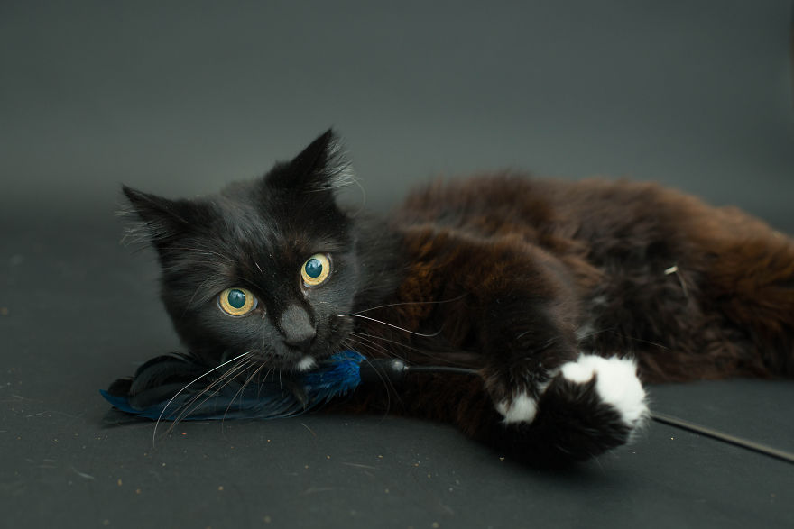 I Photograph Black Shelter Cats Because They’re The Last To Get Adopted And Are Often Euthanized