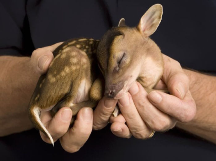 154 Of The Cutest Baby Animals Of All Time 154 Of The Cutest Baby Animals Of All Time