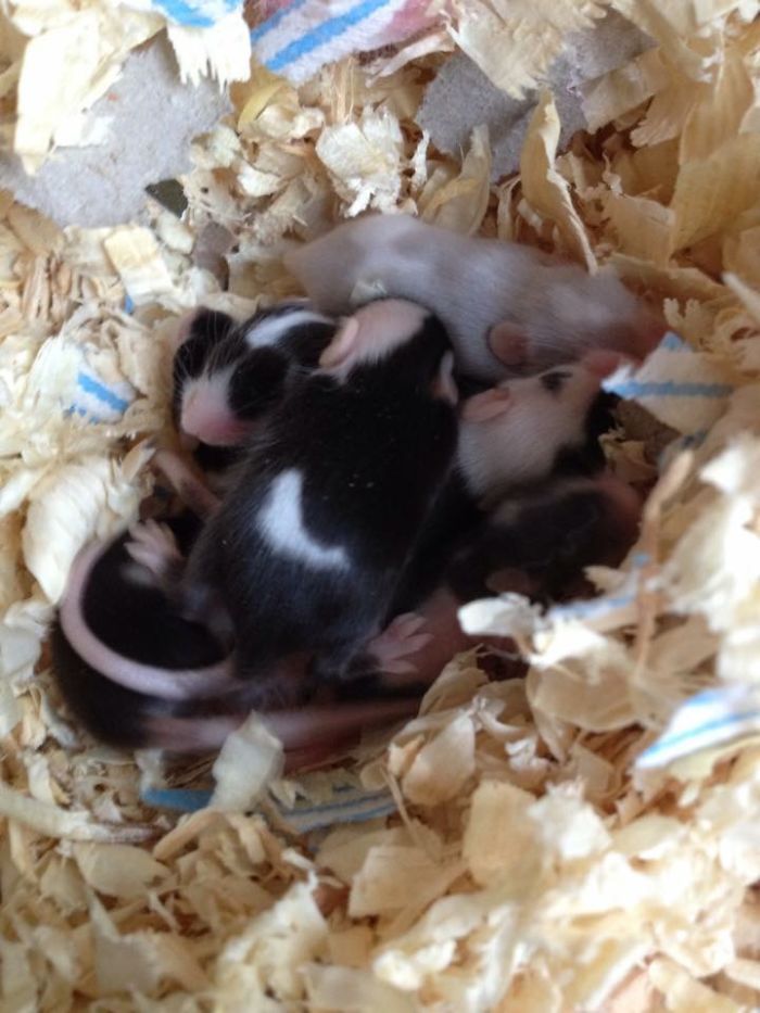 154 Of The Cutest Baby Animals Of All Time