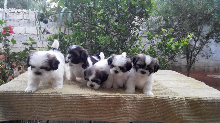 154 Of The Cutest Baby Animals Of All Time