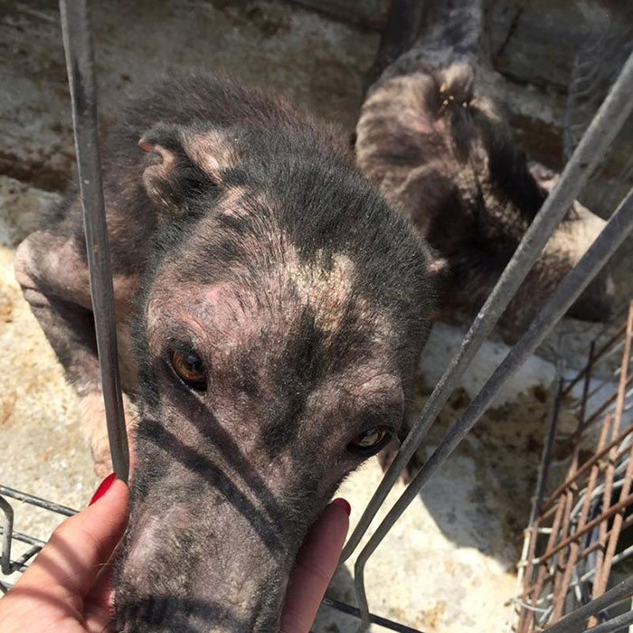 Ricky Gervais&#8217;s Tweet Saves 650 Starving And Abused Dogs