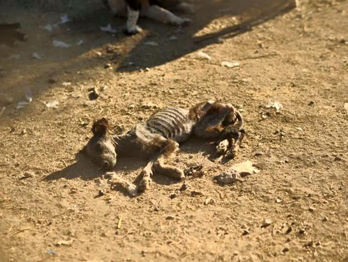 Ricky Gervais&#8217;s Tweet Saves 650 Starving And Abused Dogs