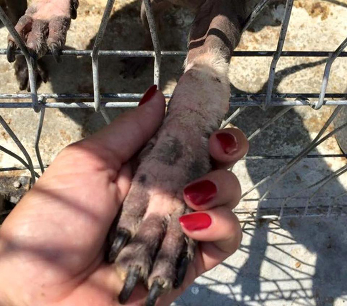 Ricky Gervais&#8217;s Tweet Saves 650 Starving And Abused Dogs