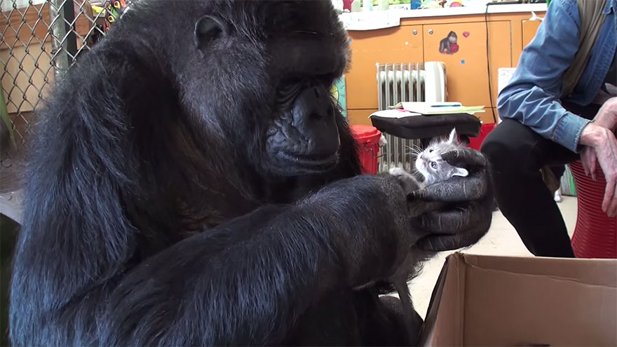 Koko The Gorilla Adopts 2 Baby Kittens After Being Unable To Have Her Own Kids